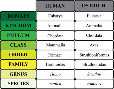 Classification and Taxonomy - Ap Biology