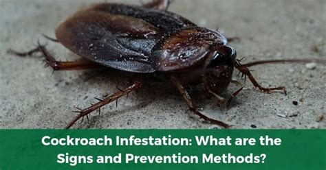 Cockroach Infestation: What are the Signs and Prevention Methods?