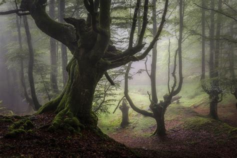 Free photo: Inside Forest Photography - Background, Outdoor, Trees - Free Download - Jooinn