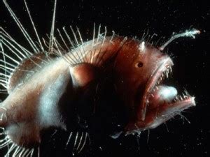 10 Interesting the Angler Fish Facts | My Interesting Facts