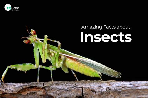 Top 13 Amazing Facts about Insects You should Know | HiCare