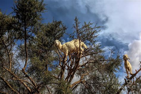 Goats in Tree Argan Skin Oil Morocco Photograph by Chuck Kuhn | Fine ...