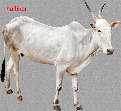 37 best Indian Cow Breeds images on Pinterest | Cows, Cattle and Cow