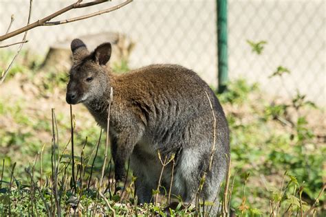 Brown animal, Kangaroo, Walk, Grass HD wallpaper | Wallpaper Flare