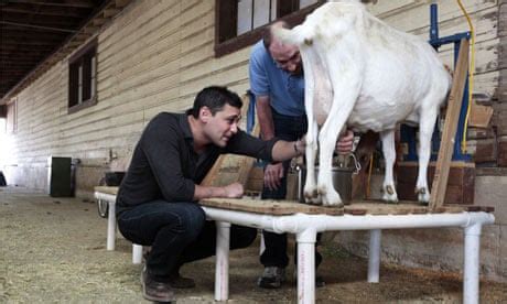 Synthetic biology and the rise of the 'spider-goats' | Genetics | The Guardian