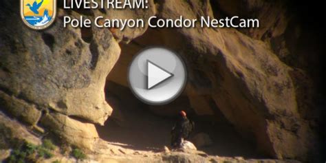 Pole Canyon California Condor Nest Cam | California condor, Nest cam ...