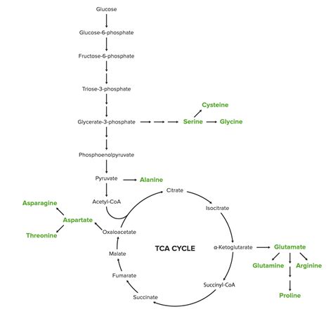 Synthesis of Nonessential Amino Acids | Concise Medical Knowledge