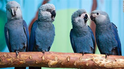 Blue bird from 'Rio' movie now extinct in the wild - CNN