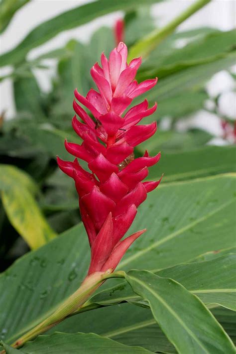 How to Grow Ginger Indoors | Gardener’s Path