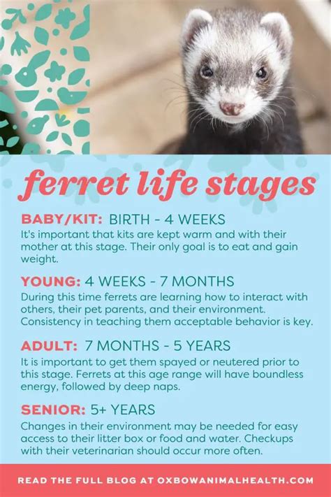 How Long Do Ferrets Live? - Oxbow Animal Health