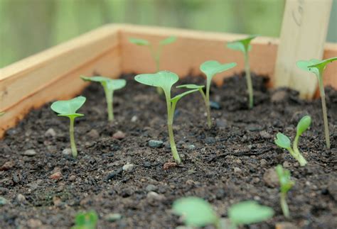 Garden Posts | Cabbage Seedlings