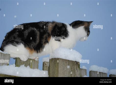 Tabby cat in snow Stock Photo - Alamy