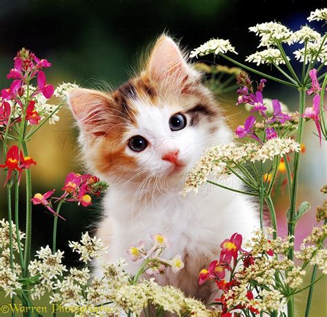 Tortoiseshell kitten with flowers photo - WP09705