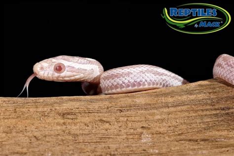 Corn Snake Care Sheet – Reptiles by Mack