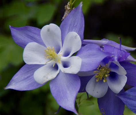 Columbine Blue Star Aquilegia Caerulea Seeds