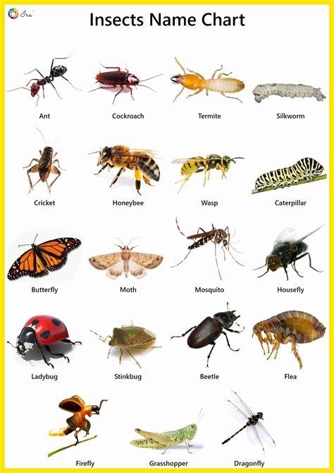 Free Printable Insects - Printable Templates Wonderland