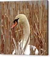 Nesting Mute Swan Photograph by Debbie Oppermann - Fine Art America