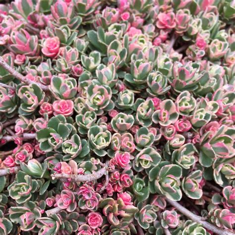 Ground Cover Succulents With Pink Flowers