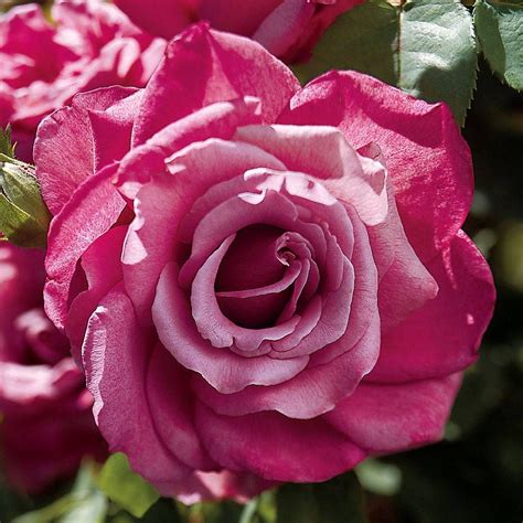 Heirloom Hybrid Tea Rose | Jackson & Perkins