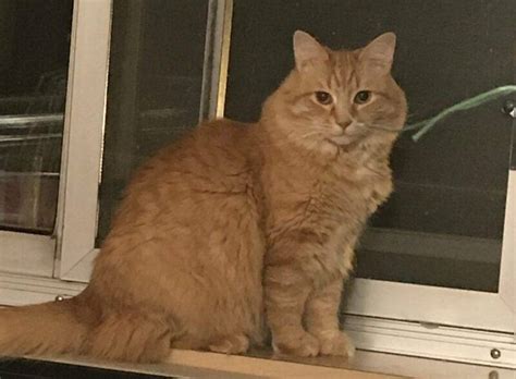 Stunning Orange Tabby Longhair Maine Coon Mix Cat For Adoption in ...