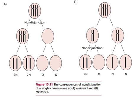 Aneuploidy - Variations in Chromosome Numbers