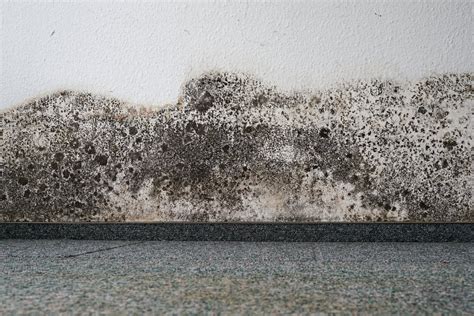 Mold and Mildew - Do you know the difference between the two? | A&J Restoration