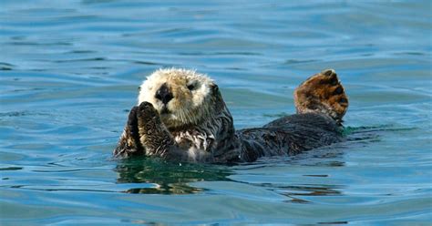 Sea Otter Habitat Range