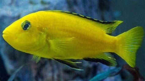 Electric Yellow Cichlid Tankmates | Your Eight Best Bets!