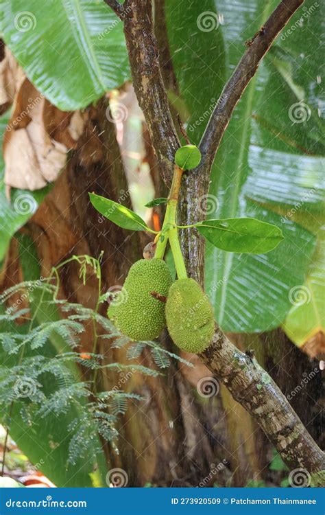 Tropical Fruit Cultivation Thailand Jackfruit Tree Fruiting Stock Image - Image of plant ...