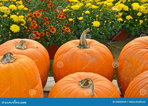 Fall mums and pumpkins stock photo. Image of garden, blossom - 26835628