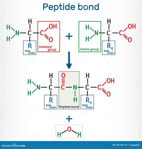 Peptide Synthesis Cartoon Vector | CartoonDealer.com #166564509