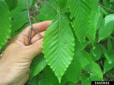 American beech, Fagus grandifolia (Fagales: Fagaceae) - 5445846