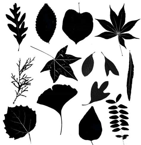 35 leaf silhouettes | Leaf silhouette, Art handouts, Crafts