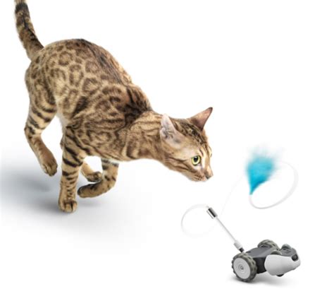 Does Your Kitty Need a Robot Cat Toy?