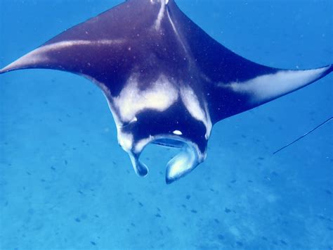 🔥 manta rays migration : r/DiscoverEarth