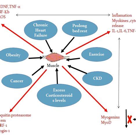 Potential treatment strategies for skeletal muscle atrophy with various ...