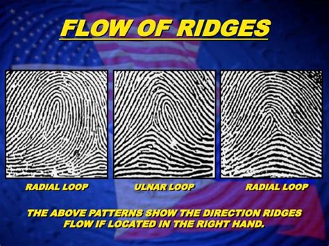 Ulnar Loop Fingerprint