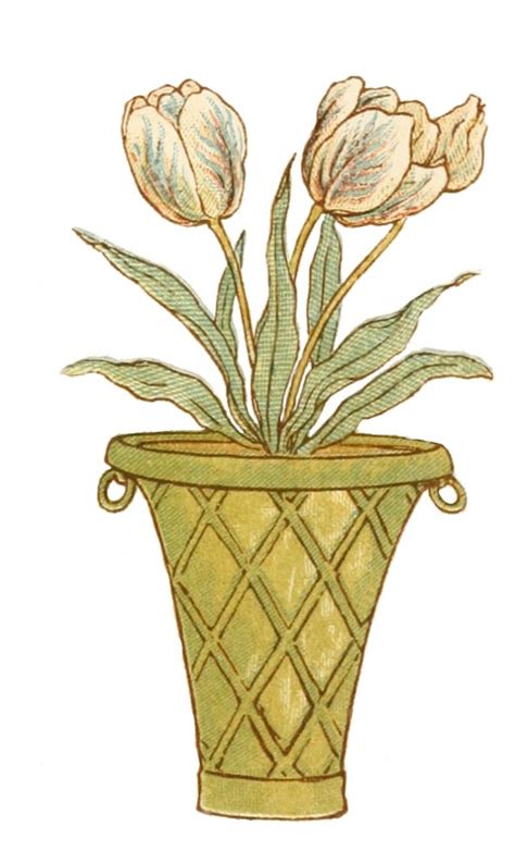 Pot of Tulips by Kate Greenaway - Vintage Floral Drawing