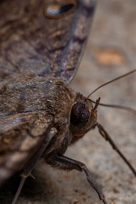 Black Witch Moth Caterpillar Stock Photo - Image of witch, arthropods ...