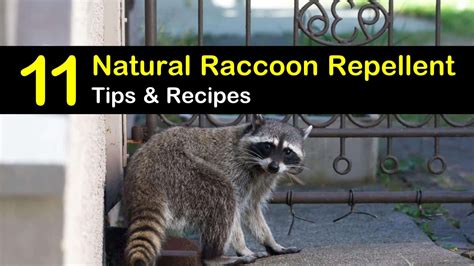 11 Smart & Simple DIY Raccoon Repellent Solutions