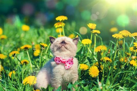 Cute Cat Pictures with Flowers – 1800Flowers Petal Talk