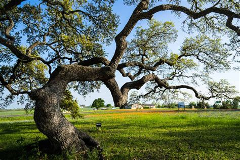 Image Of Oak Tree - Oak Tree Urn, Cremation Oak, Turn Into An Oak Tree, Bio ...