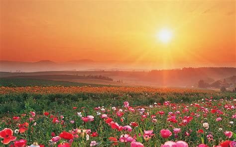 Summer Flowers Wallpaper Desktop