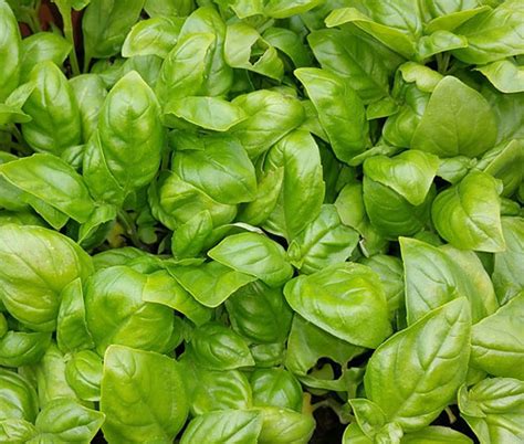 Basil Italian Large Leaf Ocimum Basilicum Seeds