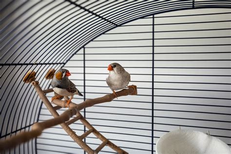 Ultimate Guide To Finches As Pets: Care, Types, And Tips