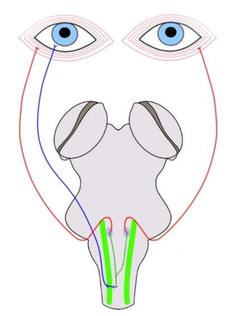 Corneal Reflex Pathway Flowchart