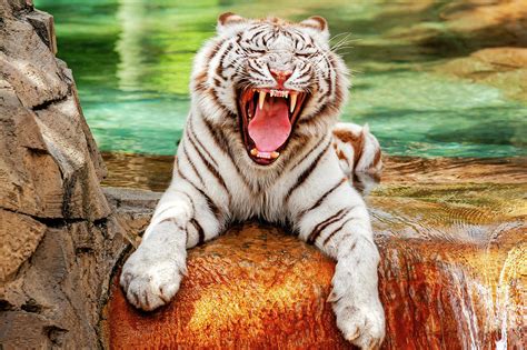 Beautiful White Bengal Tiger - whitetiger116856 Photograph by Frank J Benz - Pixels