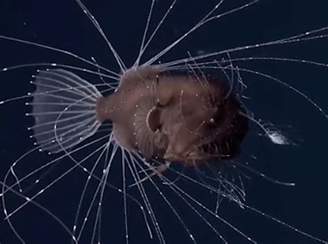 ‘I’ve never seen anything like it’: Scientists astonished by video of deep-sea anglerfish mating ...