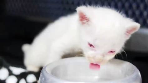 Rare Albino Jaguarundi Cub Found in Colombia : r/BeAmazed