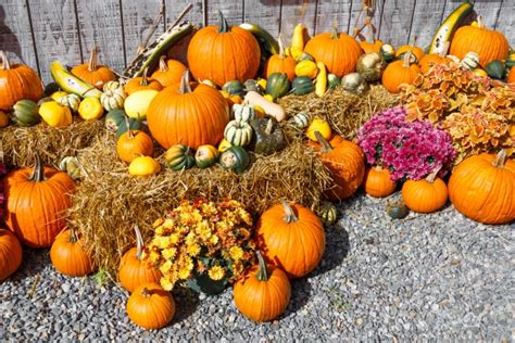 Fall Harvest Display Free Stock Photo - Public Domain Pictures